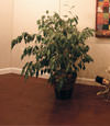 waterproof wood floor for basement remodeling projects in Oshkosh