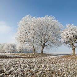 Frost covering trees and a grassy field in Menominee